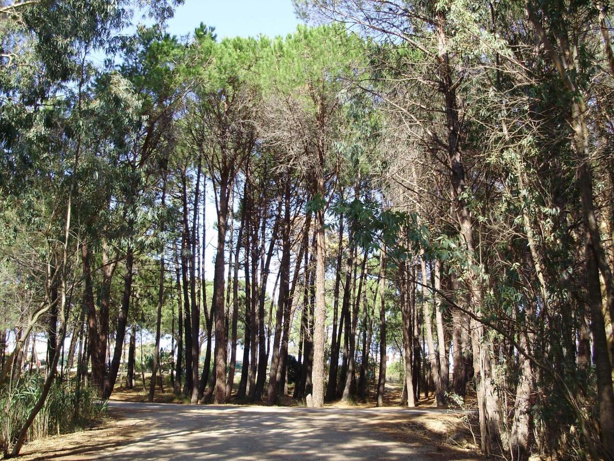 Appartement F1 Calvi A 150 Metres De La Plage Bagian luar foto